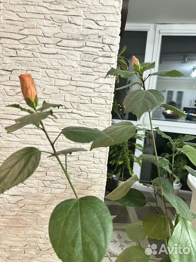 Гибискус китайская роза