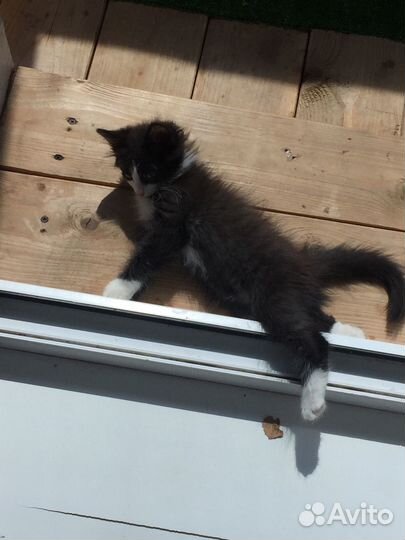 Котенок, котик