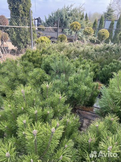 Сосна горная