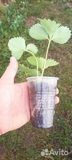 Рассада клубники Сладкая Анна