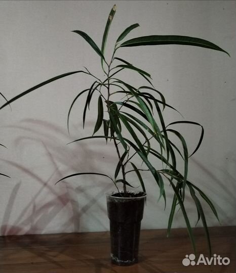 Фикус бенедикта Али