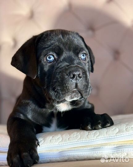 Щенки кане-корсо