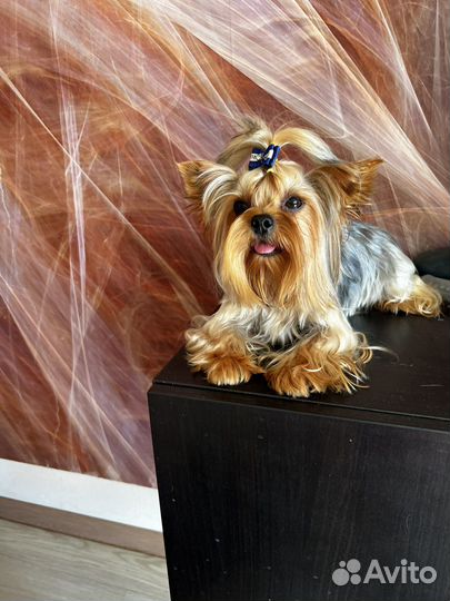 Мини женихи с документами