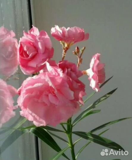 Олеандр махровый розовый