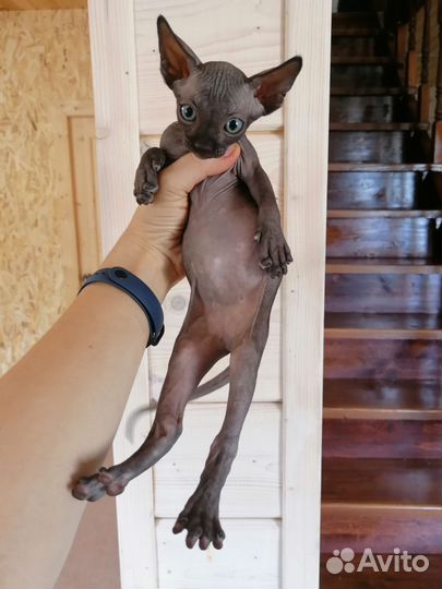 Канадский сфинкс