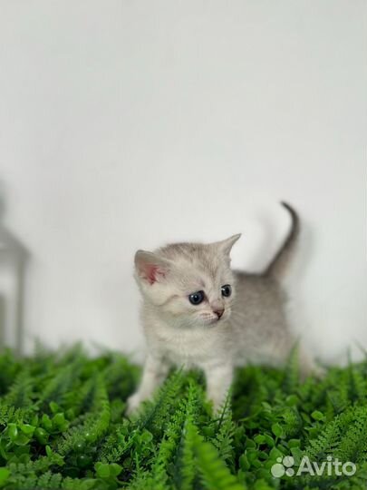 Шотландские котята