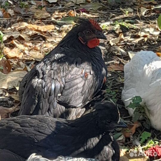 Молодые петушки