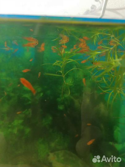 Рыба. Мальки меченосцы