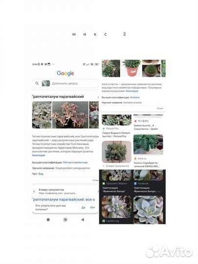 Суккуленты микс