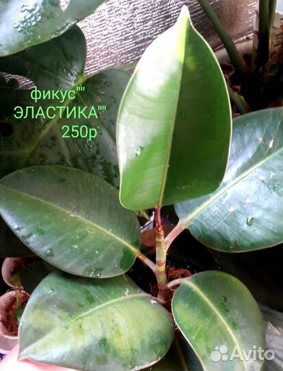 Комнатные растения