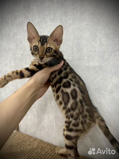 Бенгальские котята