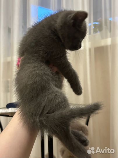 Котята бесплатно
