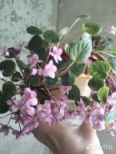 Фиалка трейлер,среду голову