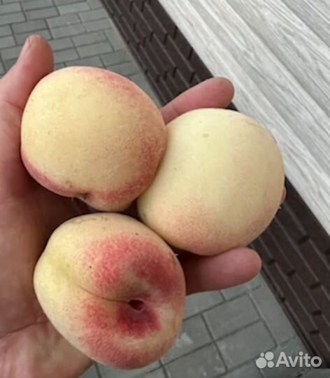 Черенки для прививки