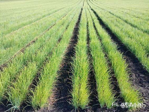 Лук севок оптом