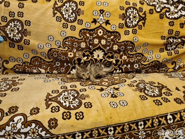 Бенгальские котята - леопардики