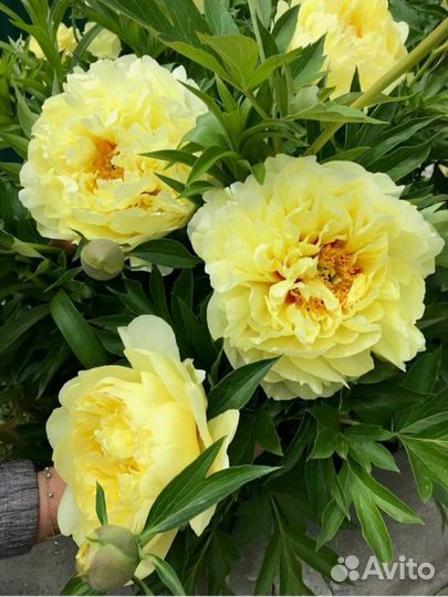 Пион Бартзелла