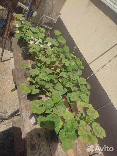 Пеларгония герань разные сорта