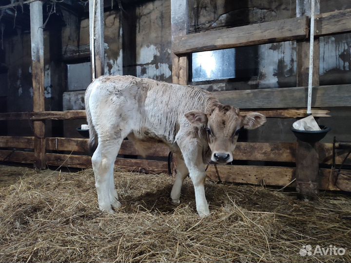 Ветеринарный врач на дом