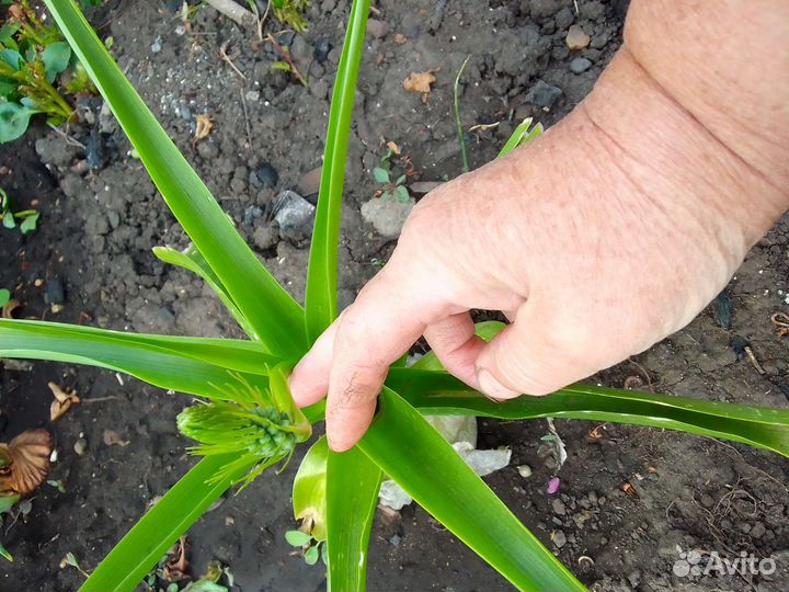 Лечебный индийский лук