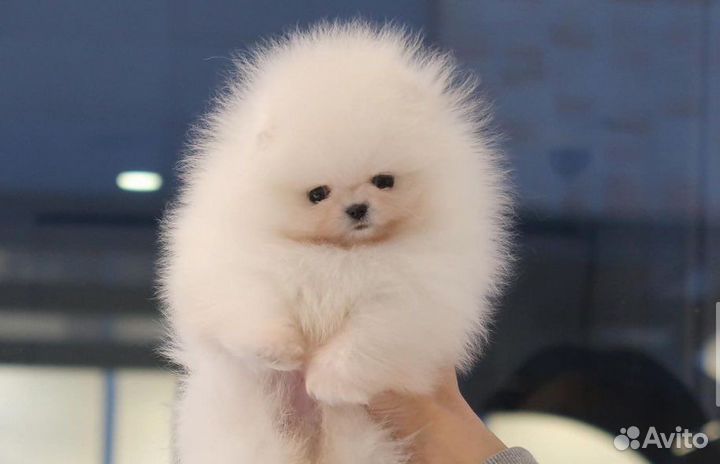 Померанцы Микро и Мини*Доставка/Самовывоз