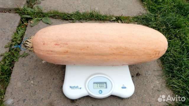 Семена тыквы Розовый банан, сладкая,крупная