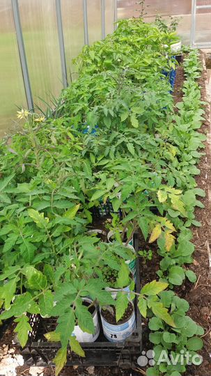 Рассада помидор и перцев