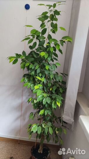 Фикус бенджамина