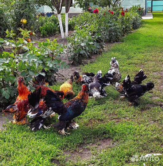 Куры Узбекская бетнамка