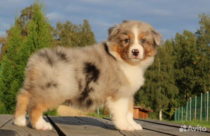 Собака аусси спб