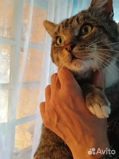 Кошка