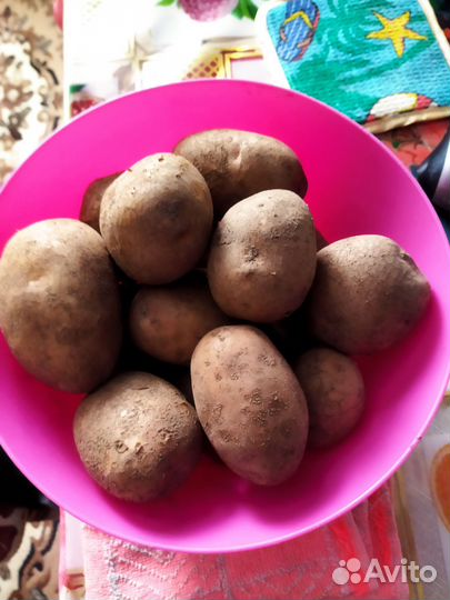 Продам картофель