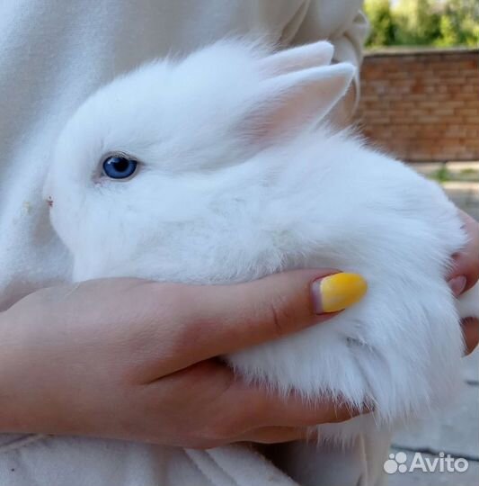 Карликовый кролик