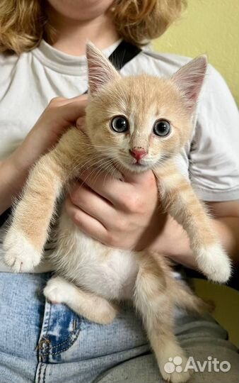 Рыжий котенок мальчик