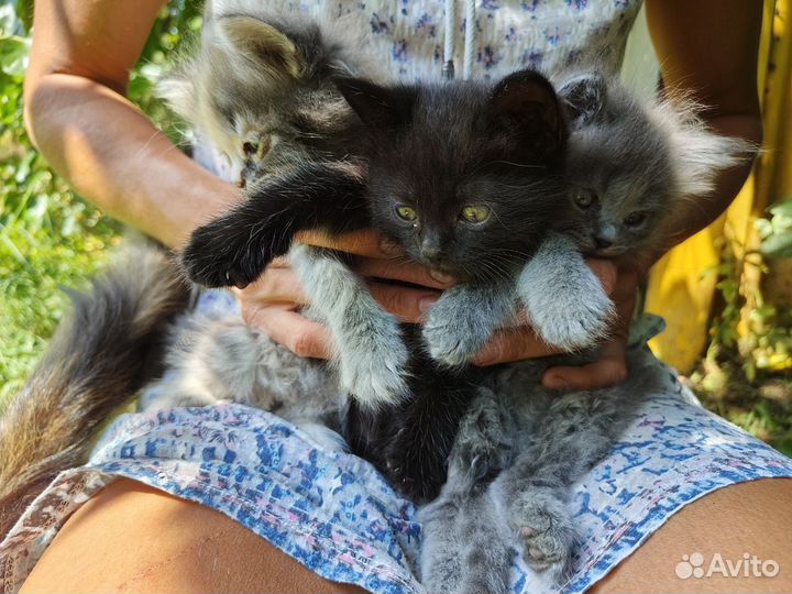 Пушистые котята