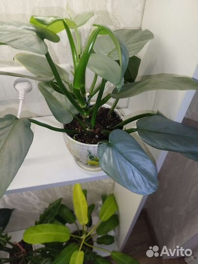 Филодендрон Сильвер квин