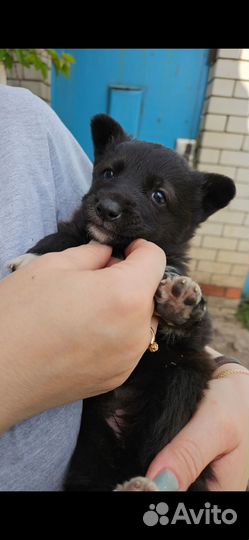 Щенята(девочки) мама немецкая