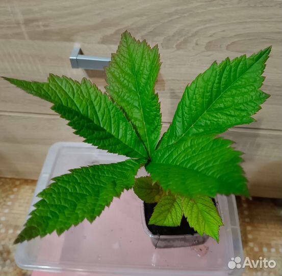 Роджерсия кустарник садовый саженцы