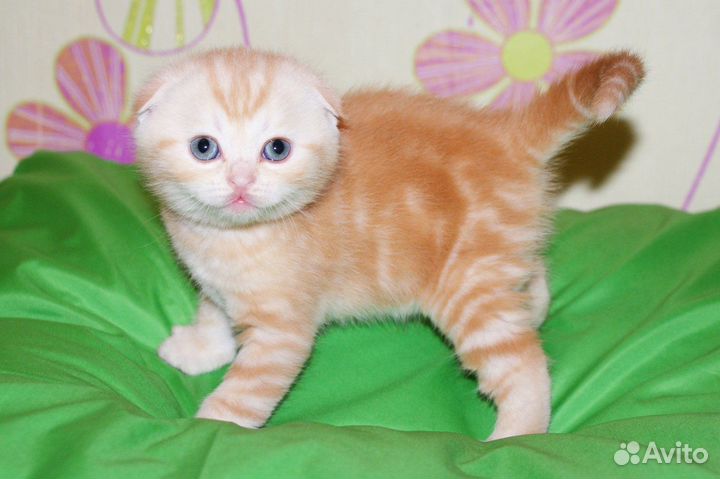 Шотландские вислоухие и прямоухие котята