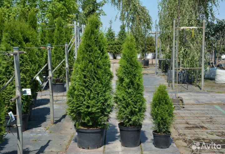 Туя смарагд