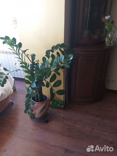 Замиокулькас