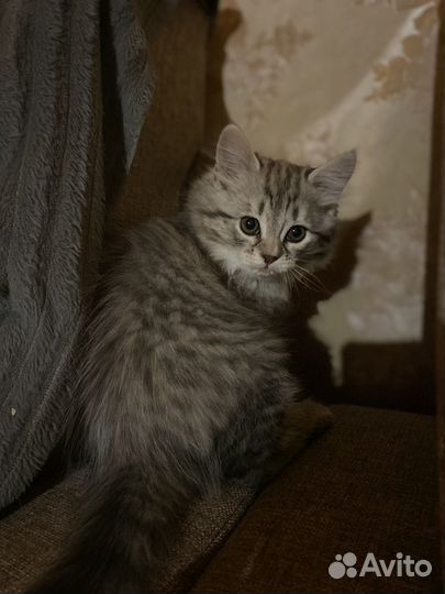 Котенок девочка в добрые руки