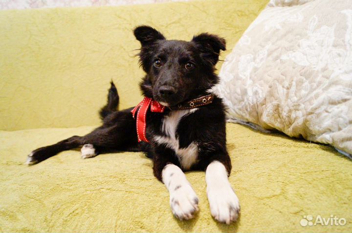 Ищет дом щенок не крупной Собачки Черника