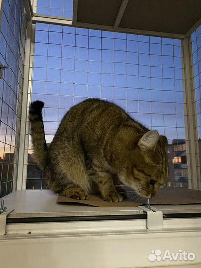 Балкон вольер для кошки