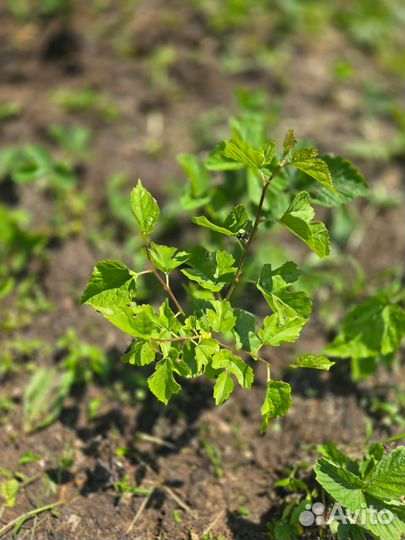 Щелковица саженцы