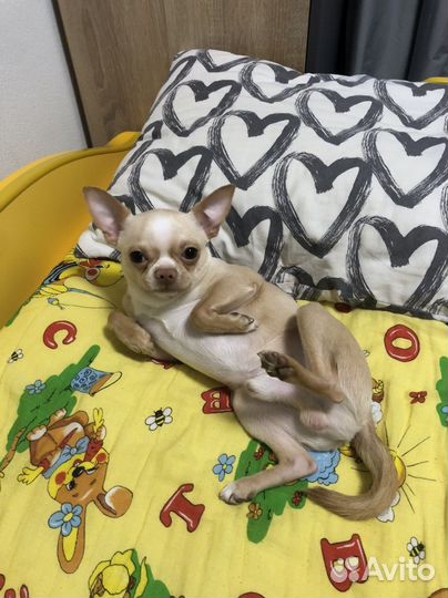 Ищем невесту