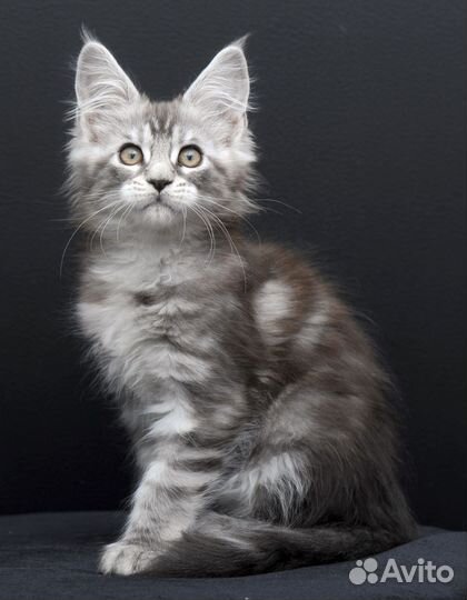 Котята мейн-кун