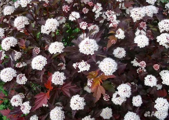 Пузыреплодник Диабло декоративный кустарник