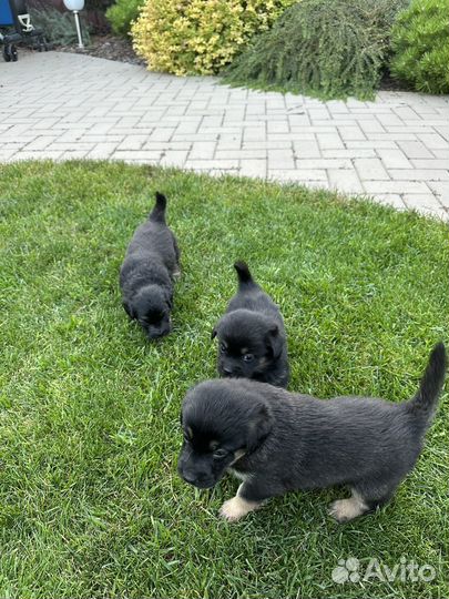 Щенки дворняжки