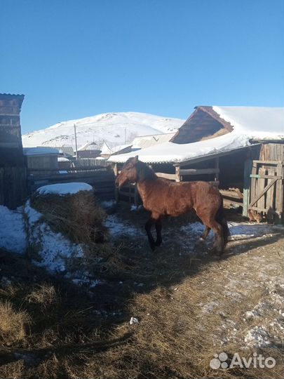 Жеребец башкирской породы